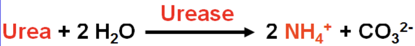 <p>1st step: enzymatic using urease to convert urea into ammonia (NH<sub>4</sub><sup>+</sup>). must not use tube w/ NaF additive → inhibits urease. 2nd step: measures NH<sub>4</sub><sup>+</sup>, many methods</p>
