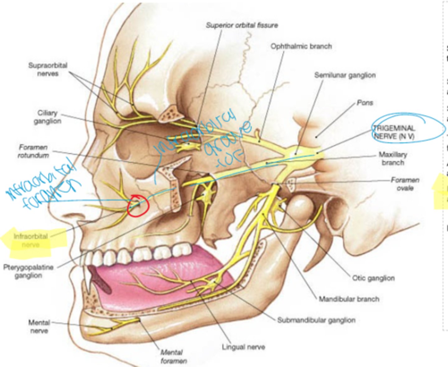 <p>Infraorbital nerve CN V2, artery and veins pass through the inferior orbital fissure and continue along the infraorbital groove to pass through the infraorbital canal and infraorbital foramen</p>