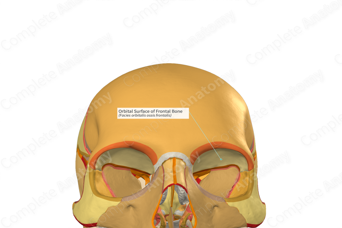 <p>Two bony cavities that house the eyeballs and associated muscles, fasciae, vessels, a considerable amount of fat and lacrimal apparatus</p>