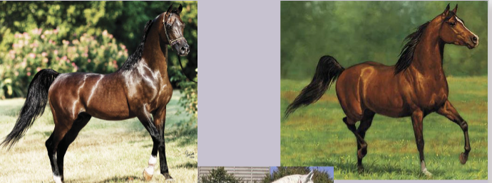 <p>What light horse is this?</p>