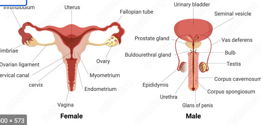 reproductive system