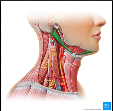 <p>Found at the base of the mandible for the attachment of the anterior belly of the digastric muscle</p>