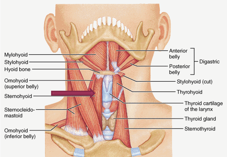 <p>origin: manubrium of sternum and medial clavicle</p><p>insertion: hyoid bone</p><p>innervation: C1-C3</p><p>action: depresses hyoid bone</p>