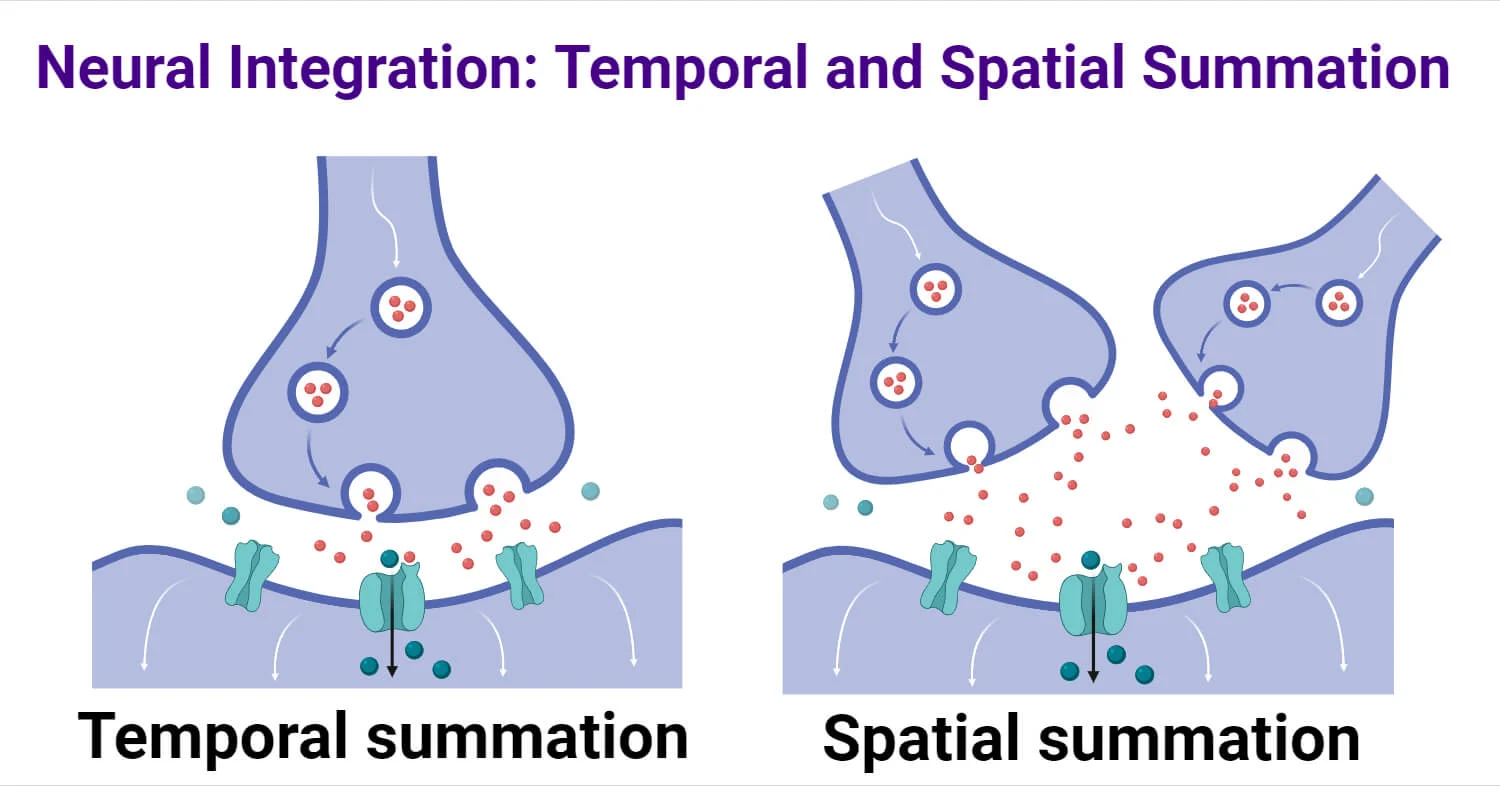 <p>Spatial Summation</p>