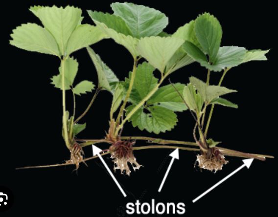 <p>lateral, jointed stems that originate from the crown, travel above ground, and develop new shoots and roots along the way; sometimes called runners</p>