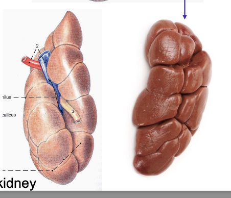 <p>What kidney does this species belong to?</p>