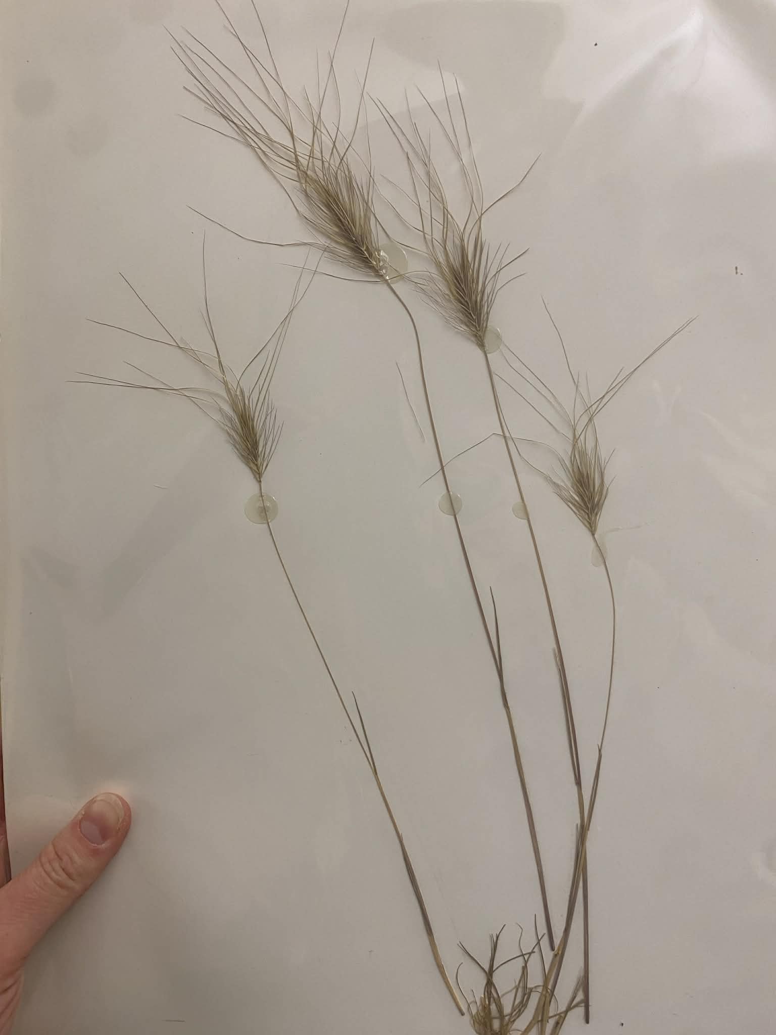 <p>Triticeae, A, I, Taeniatherum caput-medusae, Medusahead rye</p>