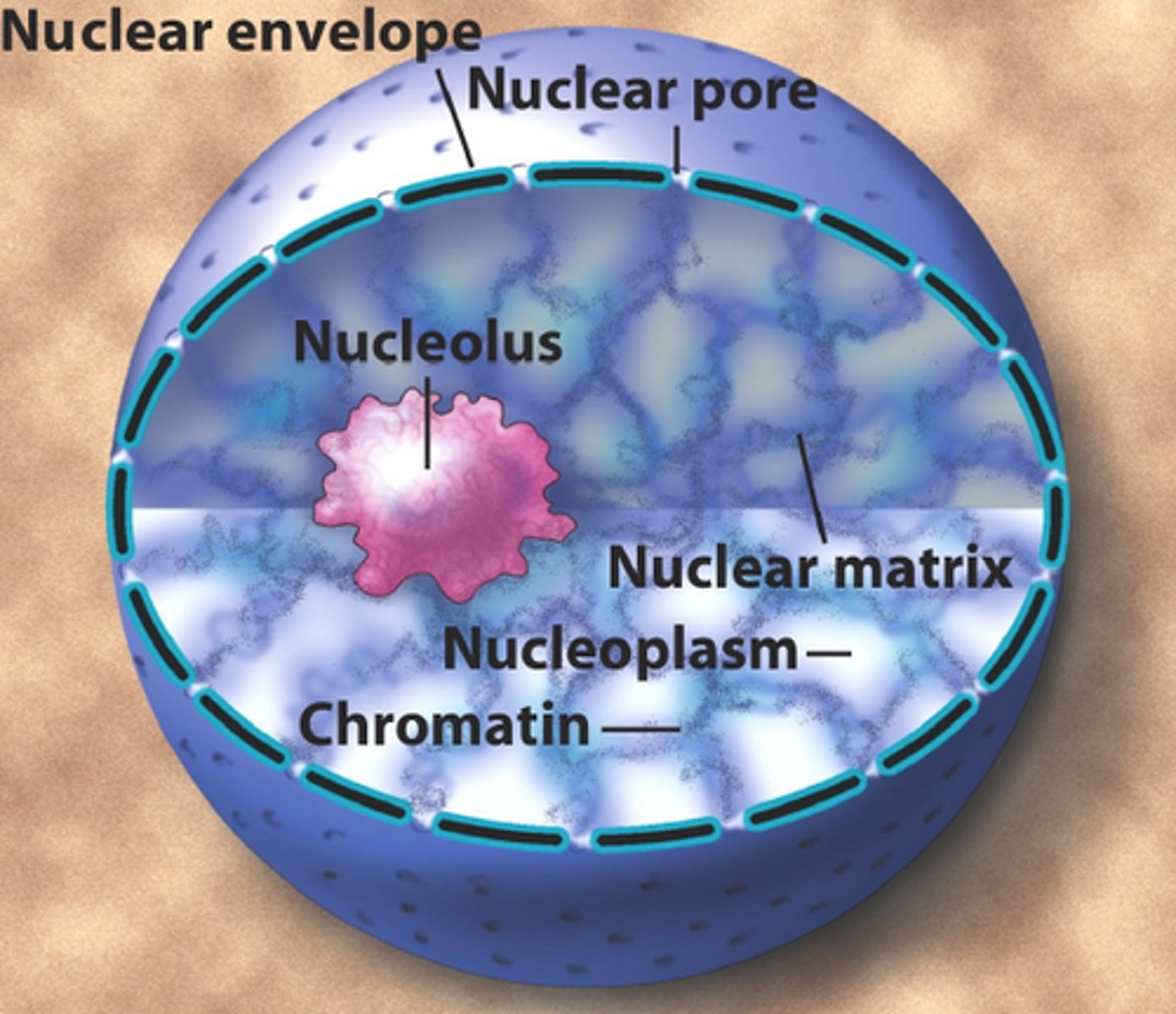 <p>What is nucleoplasm (Karyoplasm) composed of?</p>