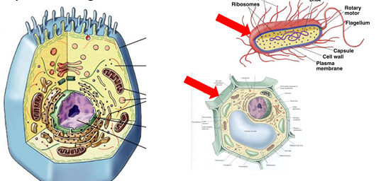 <p><strong>No</strong>, all animal cells <strong>lack cell walls.</strong></p>