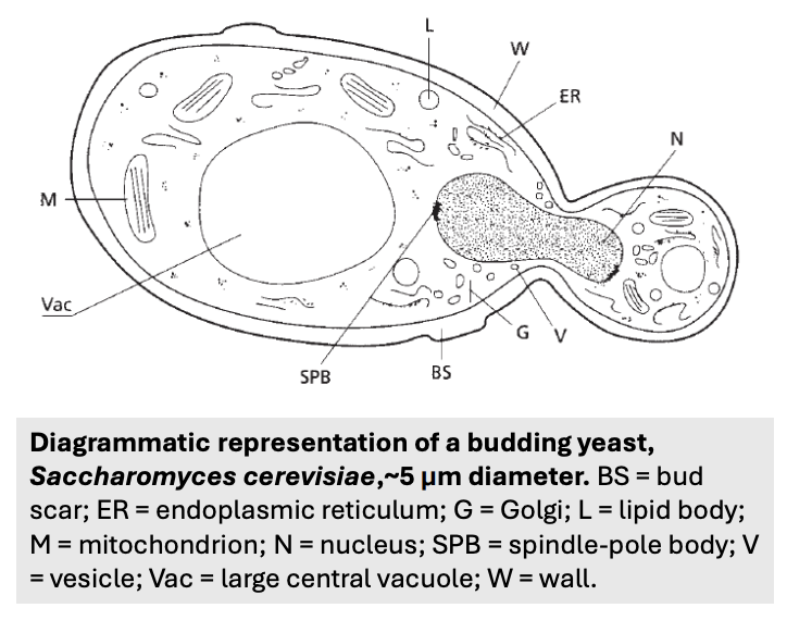 <p>T/F: Ultrastructurally, yeasts appear like a typical eukaryotic cell but with chitinaceous cell wall</p>