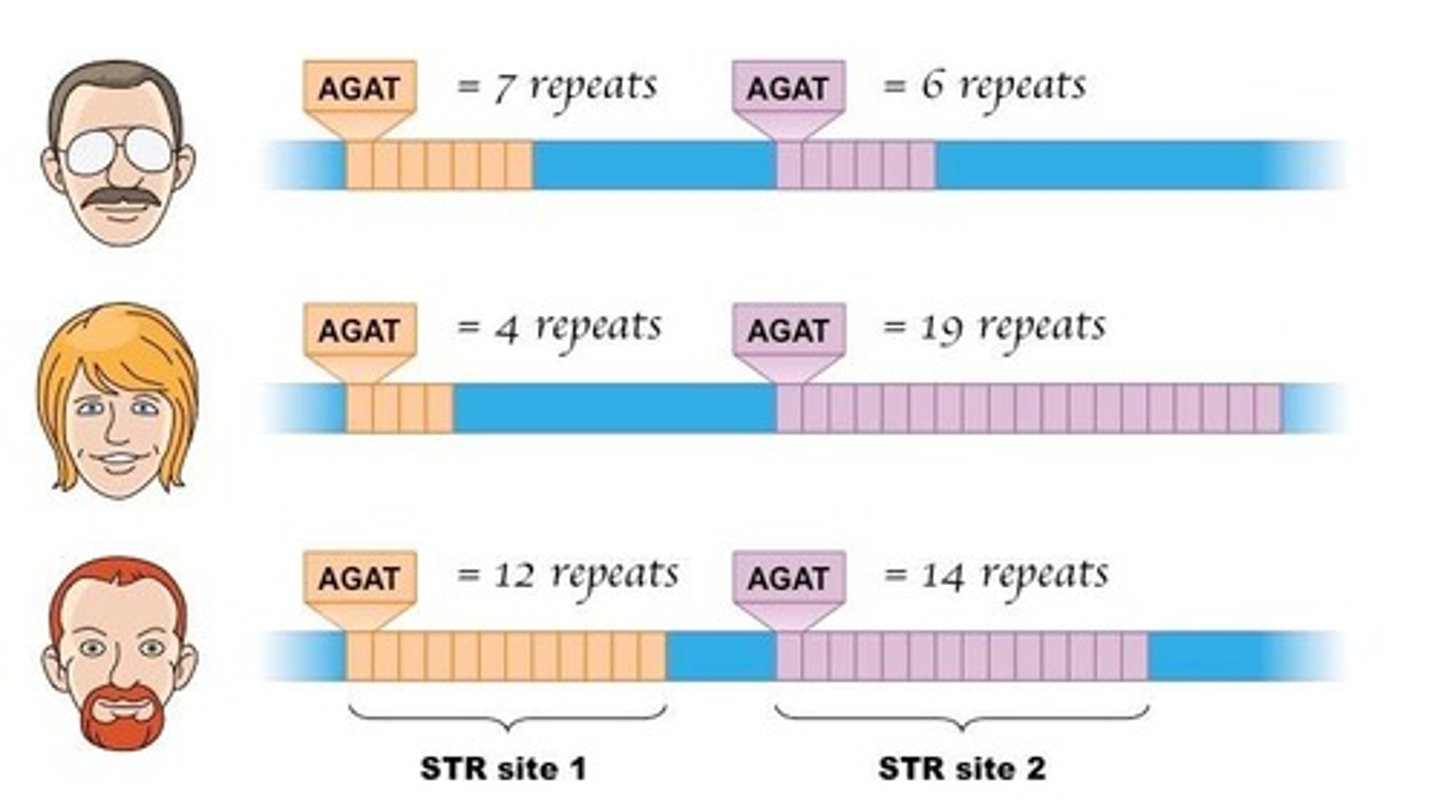 <p>Short Tandem Repeats are locations on the chromosome that contain short sequences that repeat themselves within the DNA molecule</p><p>*everyone's DNA is slightly different</p><p>-can use STR's to determine person by seeing if they match (same # and length)</p>