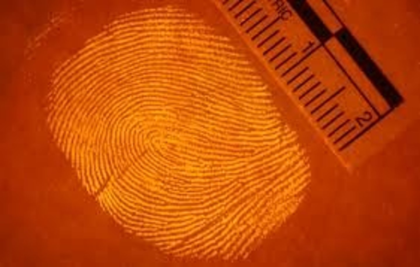 <p>a hidden fingerprint made visible through the use of powders or other techniques</p>