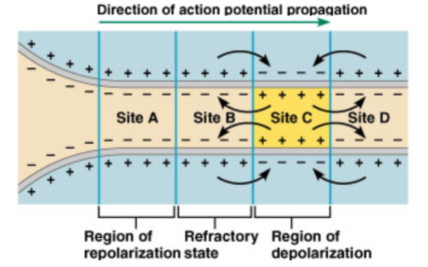 <p>Local current spread: ions spread along the axon, causing electronic conduction</p><p>Depolarisation of nearby part of membrane</p><p>A spike is initiated</p>