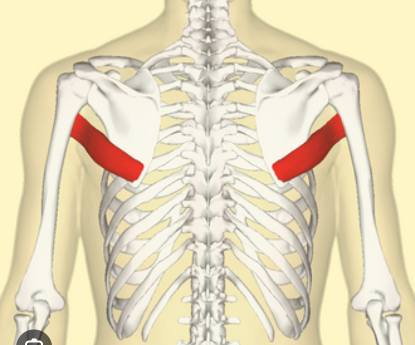 <p>Spiernaam, origo en insertie, functie</p>