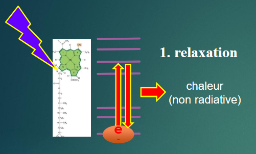 <p><strong>Relaxation (chaleur non-radiative)</strong></p><ul><li><p>L'énergie est dissipée sous forme de chaleur.</p></li><li><p>Aucun transfert utile pour la photosynthèse.</p></li></ul><p></p>