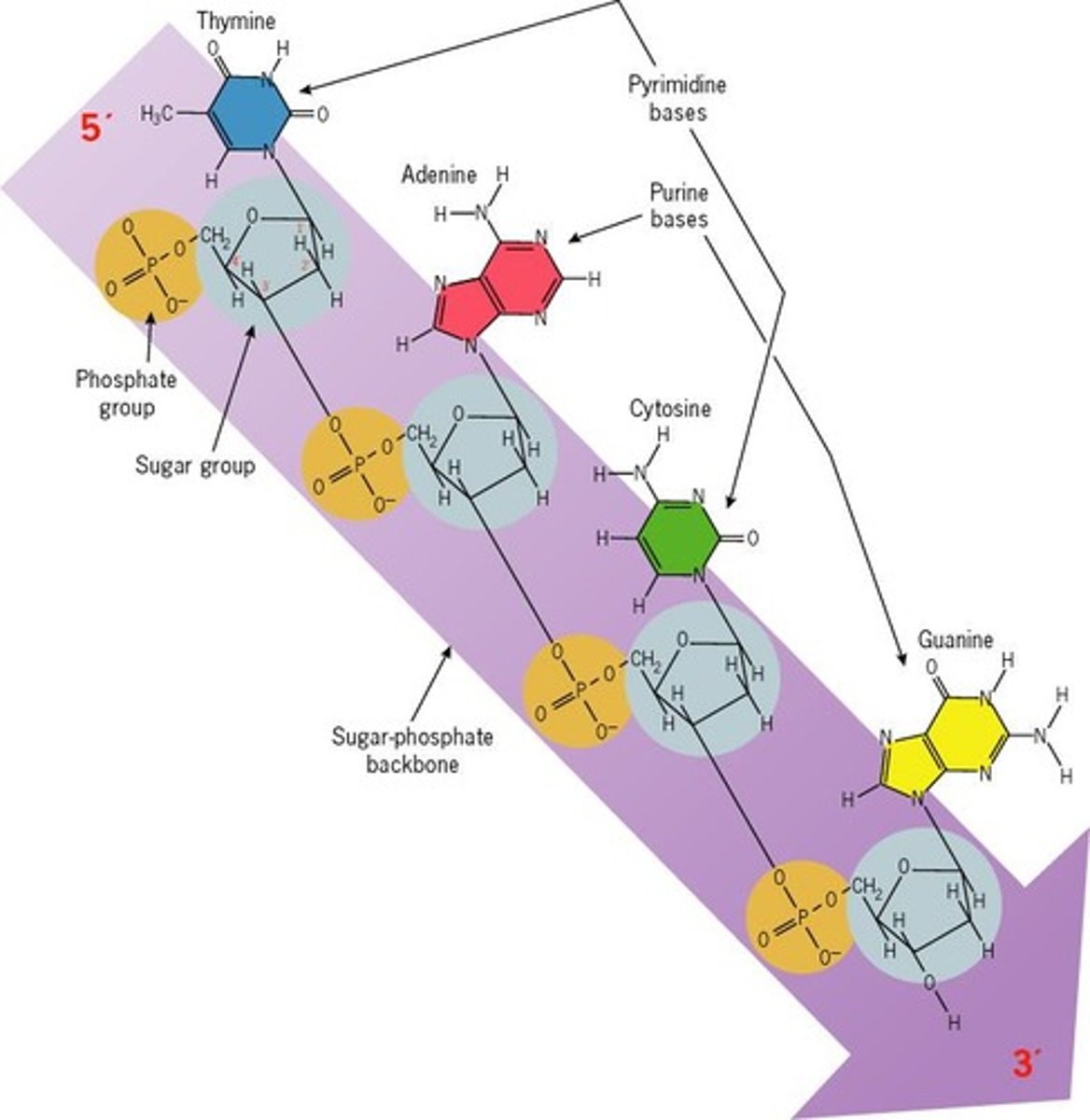 <p>The sugar-phosphate backbones run antiparallel to each other.</p>
