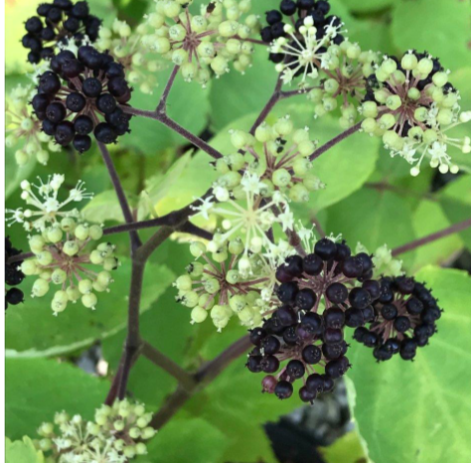 <p>Large</p><p>Tiny white flowers with black berries</p><p>Foliage plant</p><p>Shade</p>