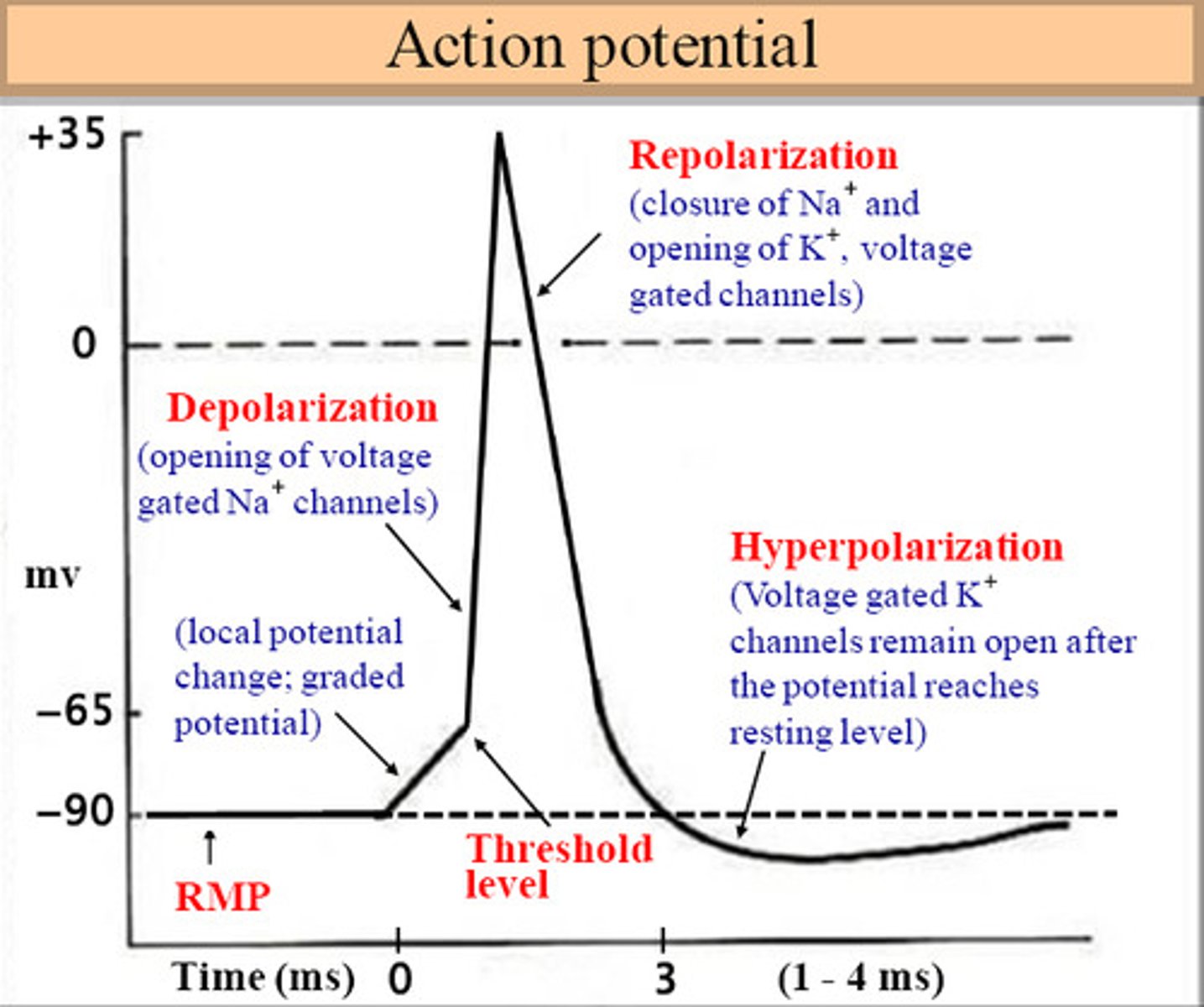 <p>1. At RMP, Na+ and K+ channels are closed. Na+/K+ pump is maintaining RMP= -70 mV</p><p>2. Once the threshold is met, -55mV, depolarization begins. Na+ channels open, and Na+ enters the cell. K+ channels open after.</p><p>3. At peak of an action potential, +35 mV, repolarization begins. Na+ channels close, K+ channels fully open and K+ rushes out.</p><p>4. Membrane temporarily hyperpolarized, -71 to -75 mV. This is caused by more K+ leaving the cell than Na+ entering</p>