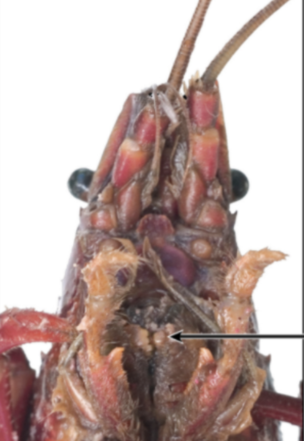 <p>Name this structure in the crayfish.</p>