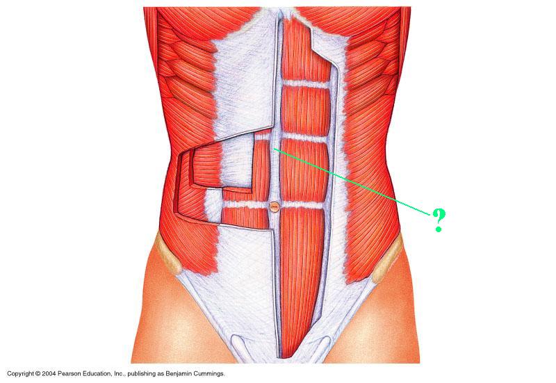 <p><span>Identify the indicated structure</span></p>