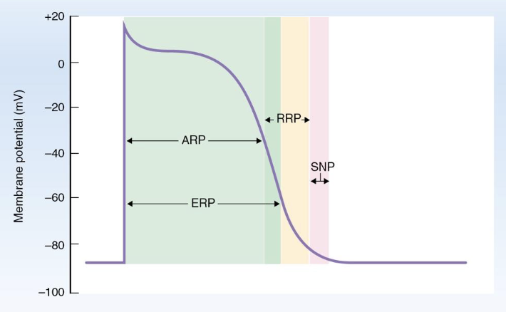 <ol><li><p>absolute refractory period (ARP)</p></li><li><p>relative refractory period (RRP)</p></li></ol><p></p>