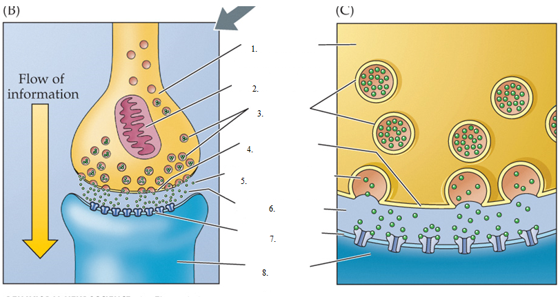 knowt flashcard image