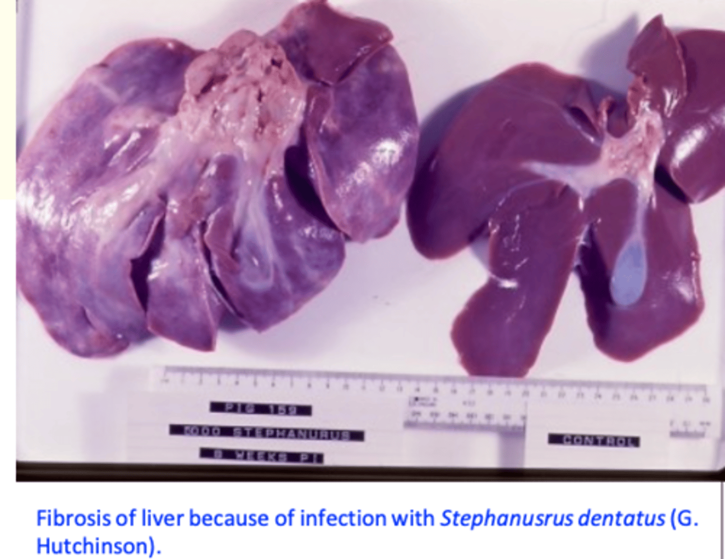 <p>Fibrosis in liver, abscesses in carcases -&gt; organs condemned at slaughter;</p><p>Weight loss;</p><p>Diagnosis</p><p>• Detection of eggs in the urine sediment;</p>