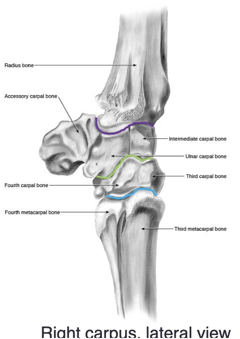 <p>the accessory carpal bone is medial or lateral</p>