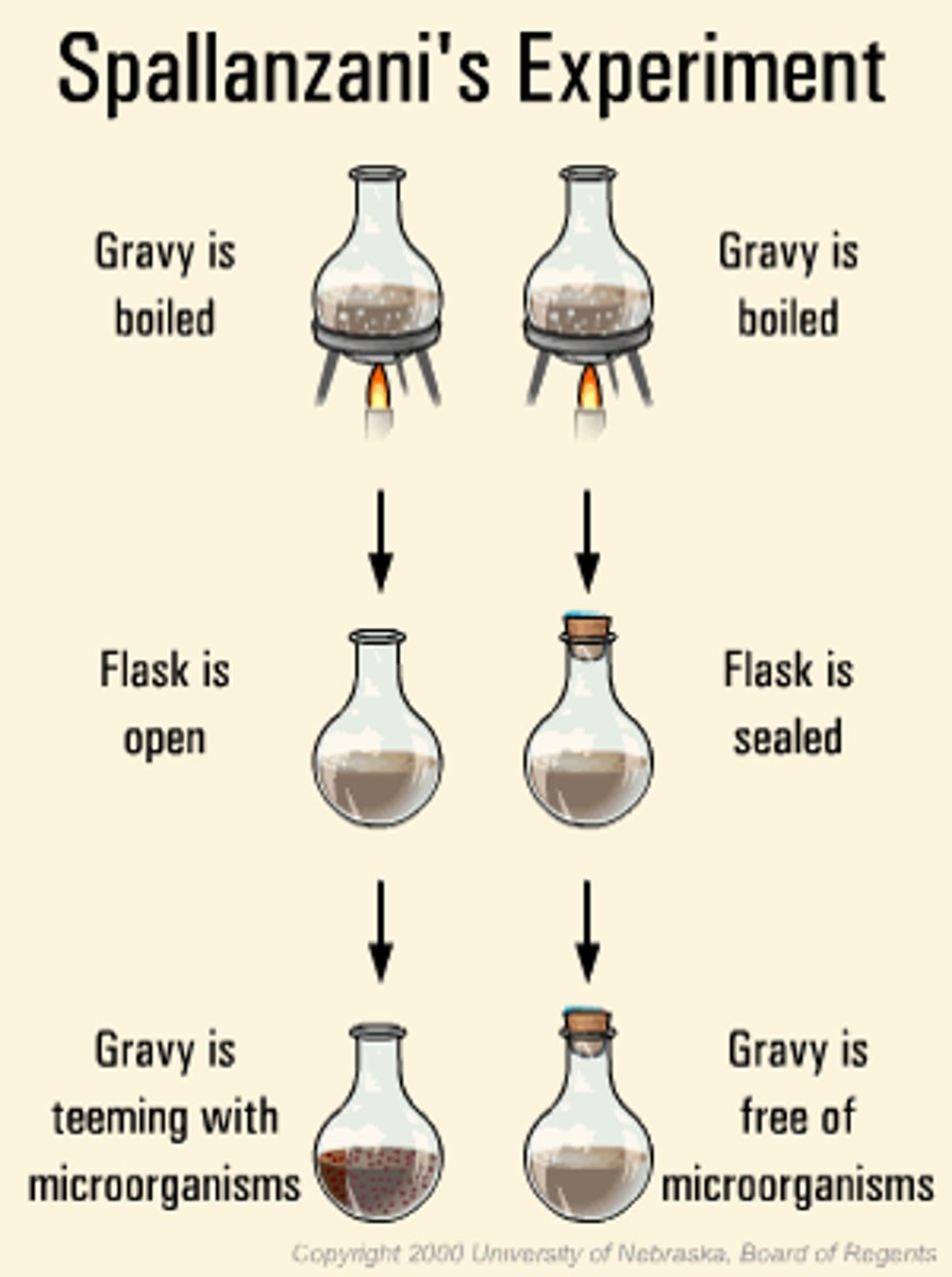 <p>Contribution: Disproved Needham's results</p><p>Why it matters: Argued microbes came from air</p><p>Extra detail: Boiled and sealed broth → no growth</p>