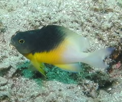 <p><span><span>fish?</span></span></p>