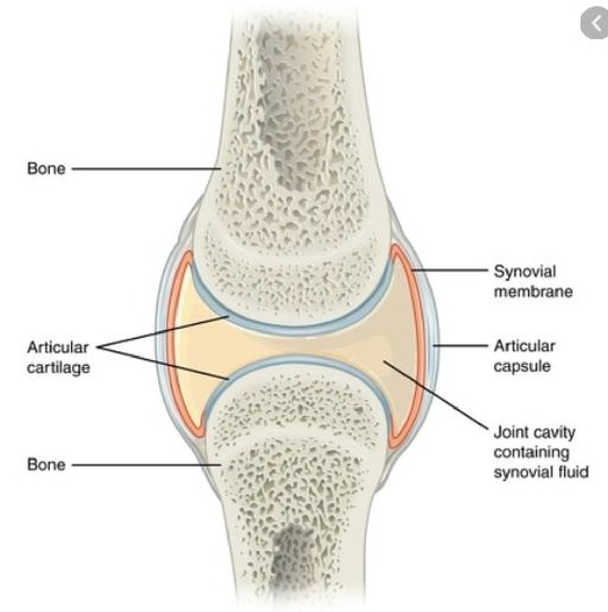 <p>Joints where the bones are separated by a synovial pouch filled with synovial fluid.</p>