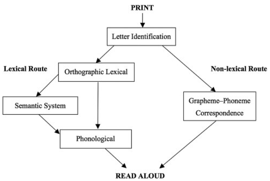 <p>Dual Route Model of Reading</p>