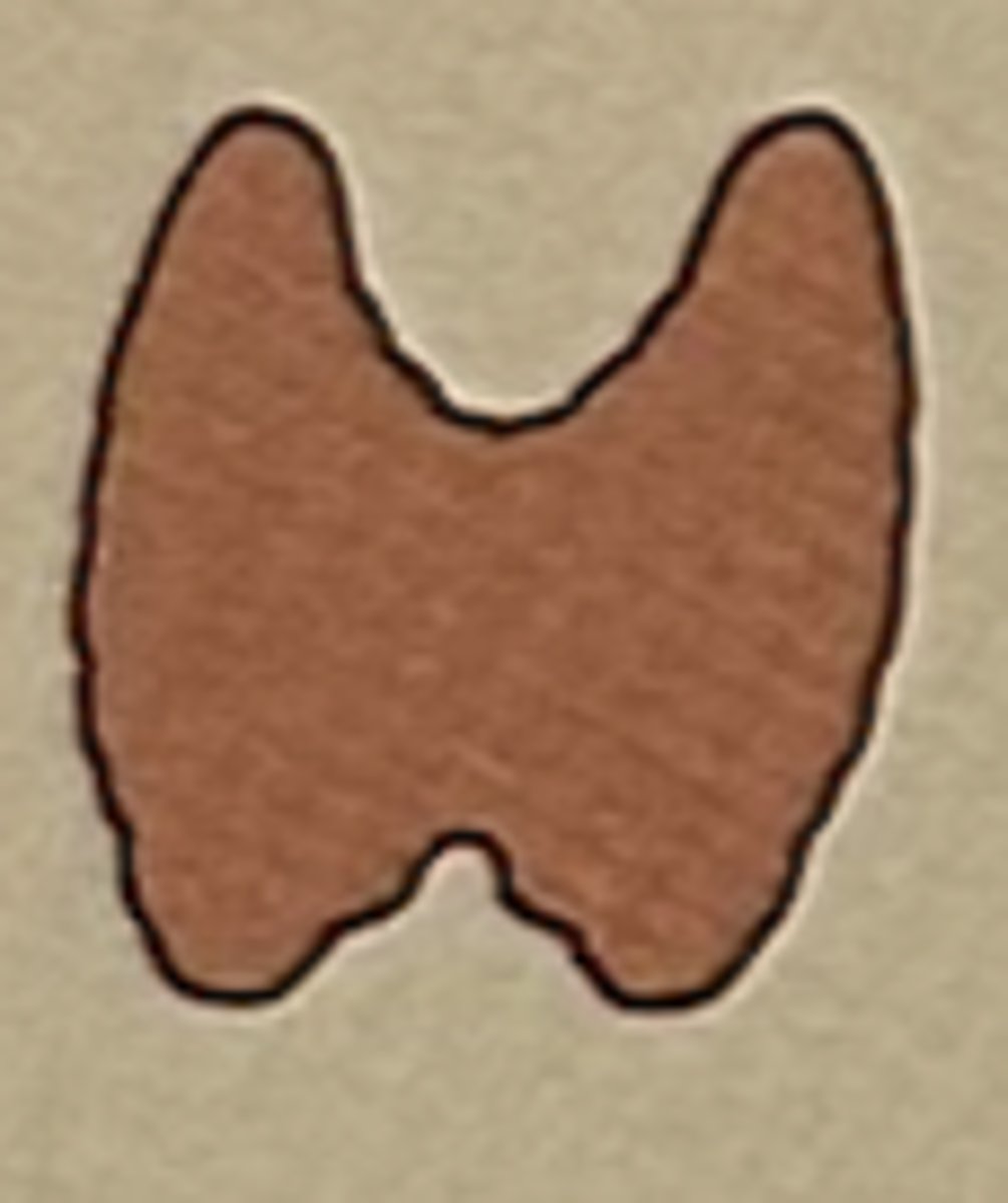 <p>Thyroid gland</p>