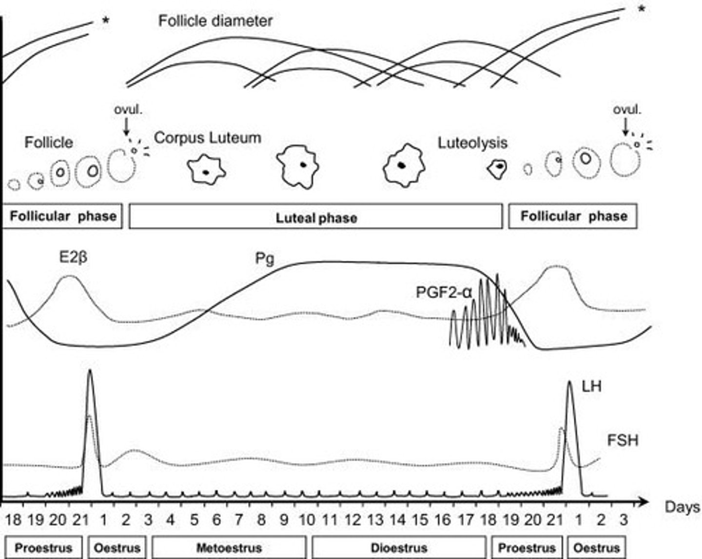 <p>Growing (dominant follicle) secretes inhibin, providing negative feedback at pituitary to inhibit release of FSH.</p>