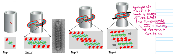 <ol><li><p>Dynamin binds to PI(4,5)P2</p></li><li><p>Membrane binding stimulates polymerization into large helixes</p></li><li><p>G-domains meet and stimulate each other’s GTPase activity→ hydrolyzing GTP</p></li><li><p>Hydrolysis changes dynamin conformation to make the rungs squeeze closer together</p><p></p></li></ol><p></p>