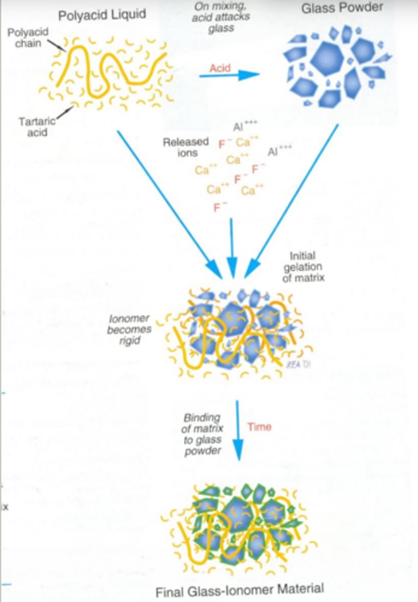 <p>acid- base reaction between liquid (l) and powder (p)</p><p>polyacrylic acid (l) + aluminosilicate glass (p)</p>