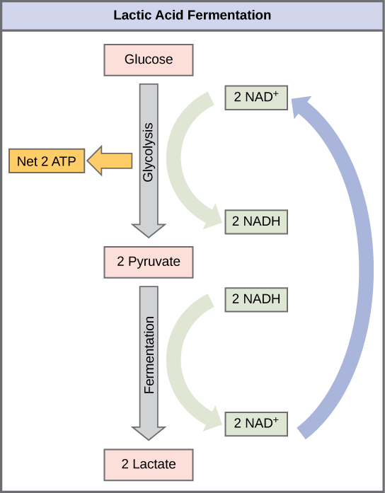 <p>After glycolysis, pyruvate is converted to lactate in humans. For this process to occur, NADH has to donate its electrons to convert pyruvate to lactate. As a result, this reaction oxidizes NADH (reduced NAD) to NAD<sup>+</sup> while producing lactate as a waste product. </p>