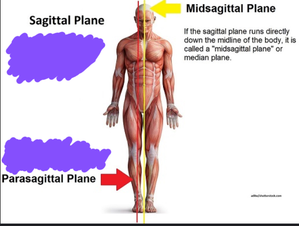 <p>Divides body into equal left and right half</p>
