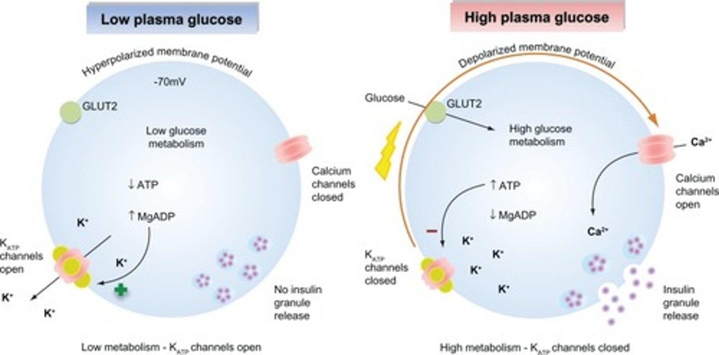 <p>(D) I, II and III</p><p>Each of the following statements about Insulin release are true:</p><p>I. As a Peptide Hormone, Insulin is stored in β-cells in vesicles normally.</p><p>II. When increased glucose triggers Insulin release, there is a response within a few minutes because of vesicle secretion of already-made Insulin.</p><p>III. About half an hour after the first release of insulin, if blood glucose levels are still above threshold, then new Insulin that has just been synthesized is ready to be released.</p>