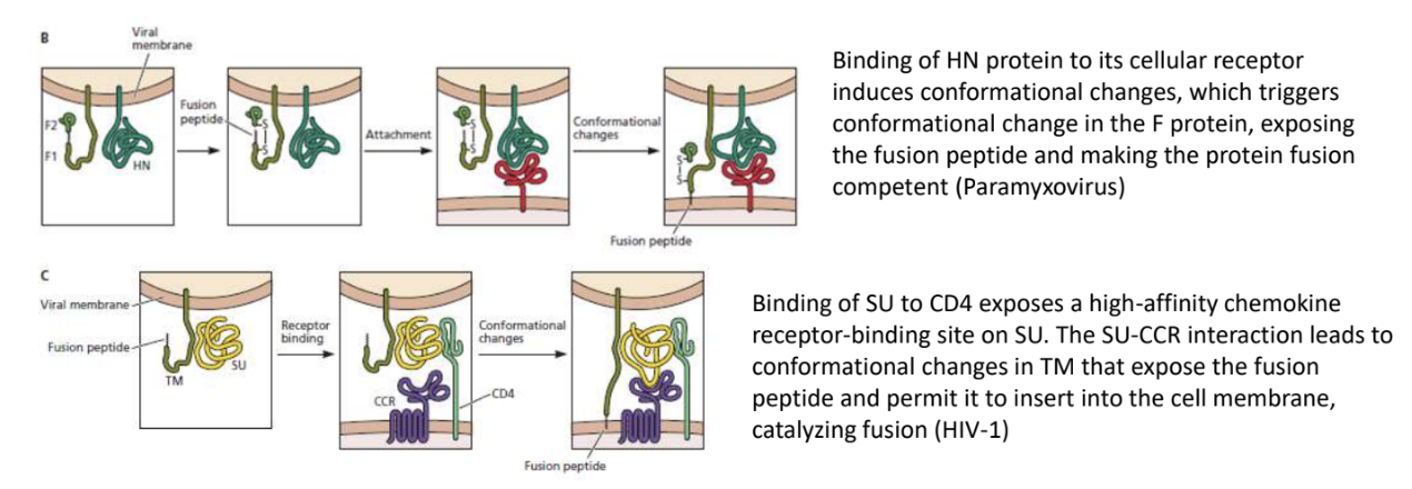 <ul><li><p>Binding of HN protein to its cellular receptor induces conformational changes, which triggers also a conformational change in fusion protein, exposing fusion peptide and making protein fusion-competent</p></li><li><p>Binding of gp120 (SU) to CD4 exposes a high-affinity chemokine receptor-binding site on SU</p></li><li><p><strong>SU-CCR interaction</strong> leads to <strong>conformational changes in gp41</strong> (TM) that <u>exposes fusion peptide and permits it to insert into cell membrane</u>, catalyzing fusion</p></li></ul><p></p>
