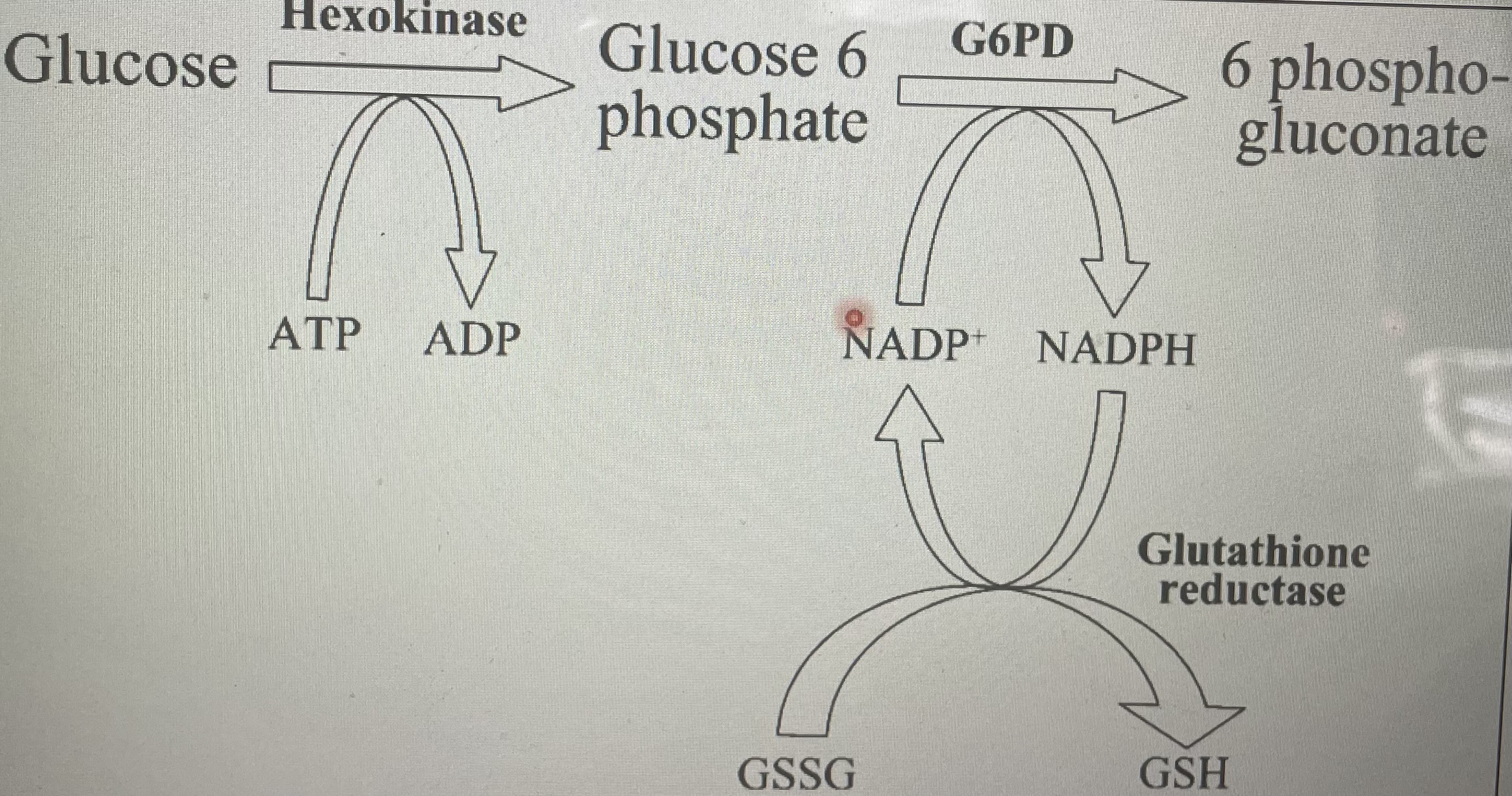 <ul><li><p>x-linked</p></li><li><p>Reduced production of NADPH</p></li><li><p>Reduced ability to recycle oxidised glutathione back to reduced glutathione</p></li><li><p>Form Heinz bodies </p></li><li><p>Triggers: bacterial/ viral infections, antibiotics/anti-malaria, fava beans(broad beans)</p></li></ul>