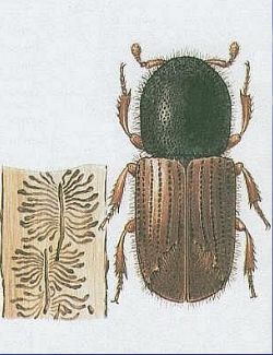 term image