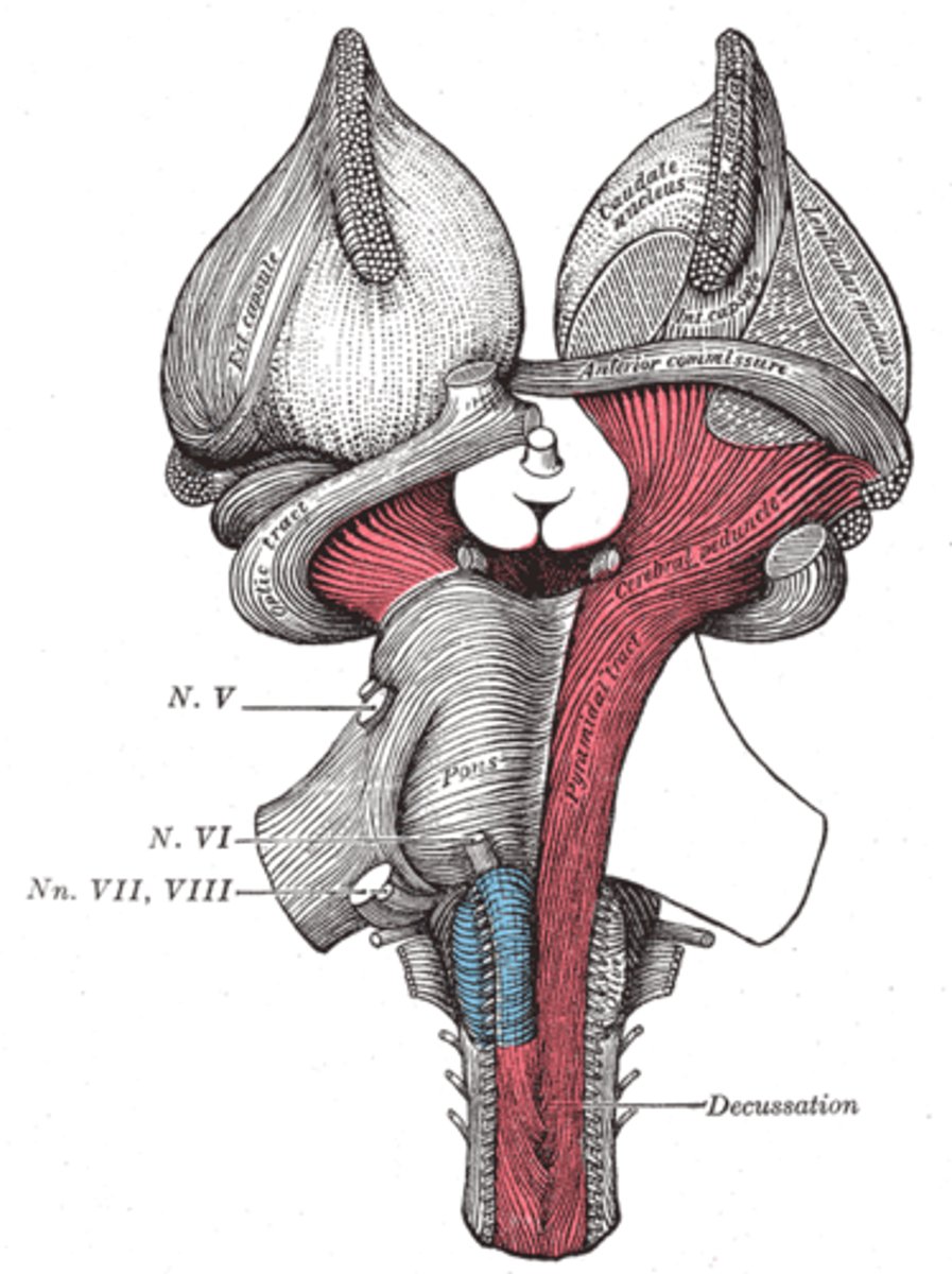 <p>Structure that connects the cerebral cortex to the spinal cord and connects the cerebral cortex to the cerebellum via the pons.</p>