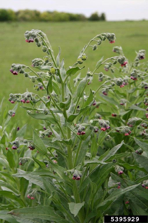 <p><span style="font-family: &quot;Calibri&quot;, sans-serif;"><strong>Boraginaceae: </strong><em>Cynoglossum officinale</em></span></p><p><span>List B</span></p>