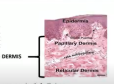 <p>Includes blood vessels, nerves, hair follicles, smooth muscle, glands and lymphatic tissue</p><p>This is the upper layer of the dermis. It has tiny bumps called dermal papillae that help to connect the epidermis to the dermis. These bumps also contain blood vessels that supply nutrients and oxygen to the skin cells.</p><p>This is the lower layer of the dermis. It's thicker and contains mostly connective tissue, which gives the skin its strength and elasticity. It also contains hair follicles, sweat glands, and oil glands.</p>