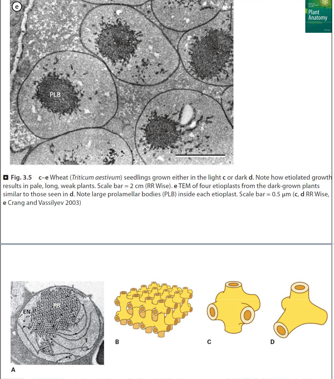 <p>Prolamelární tělísko (Prolamellar Body). Je to semikrystalická mřížka membránových tubulů, která se nachází v <strong>etioplastech</strong> (rostliny ve tmě). Obsahuje prekurzory lipidů a protochlorofylid. Na světle se rozpadá na tylakoidy, tvoří chlorofyl, vznikají chloroplasty.</p><p>Etioplasty syntetizují kyselinu giberelovou, která způsobuje vytažení rostliny za světlem.</p>