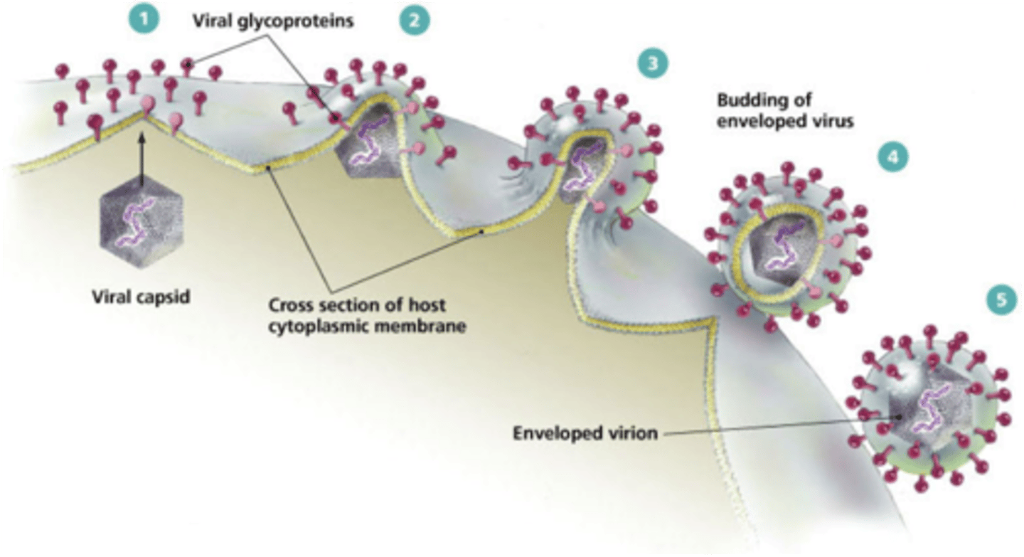 <p>mature virions exit the host cell</p>