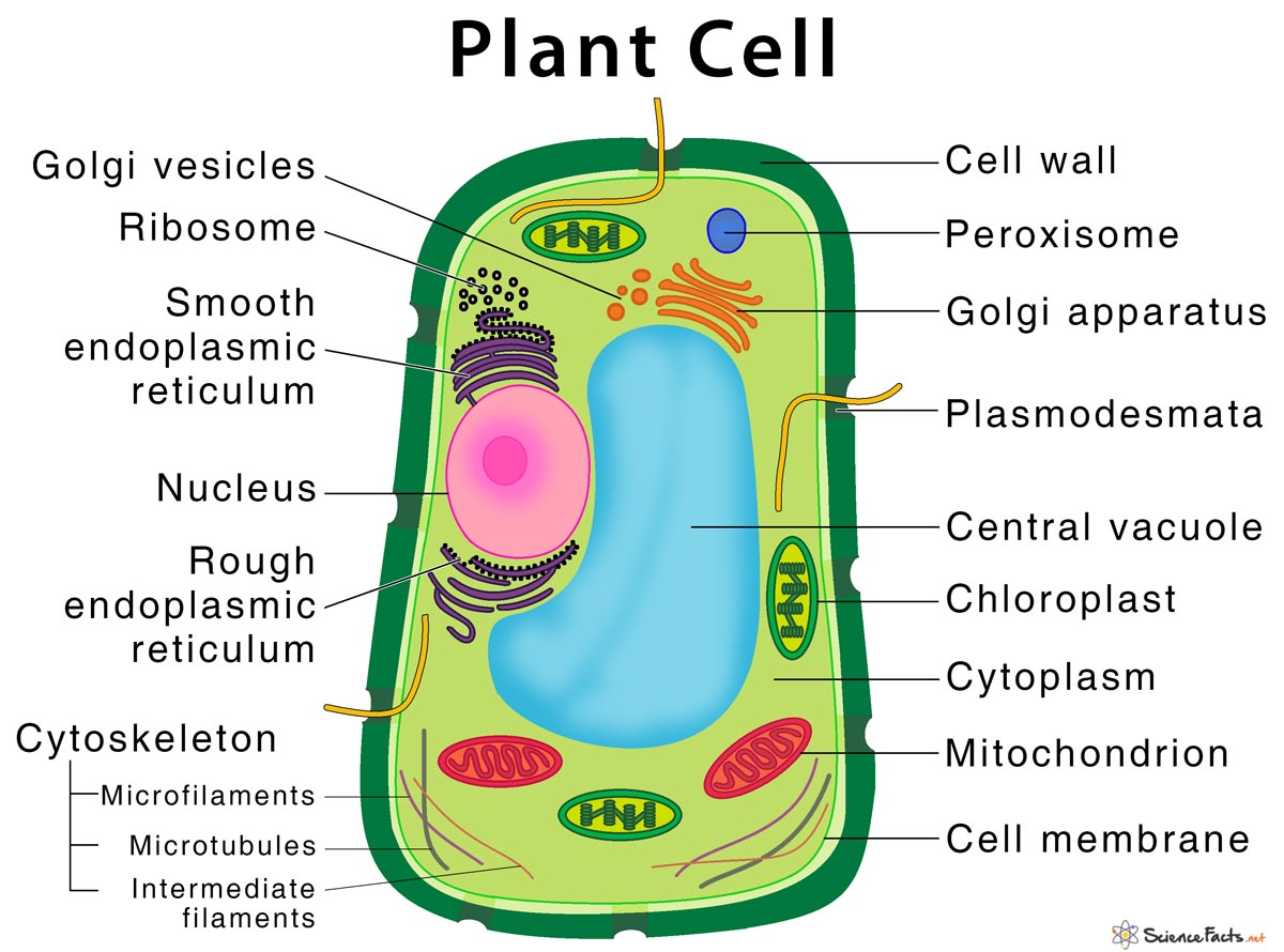 Eukaryotic cells; have a true nucleus along with specialized structures called organelles that carry out different functions; round shape