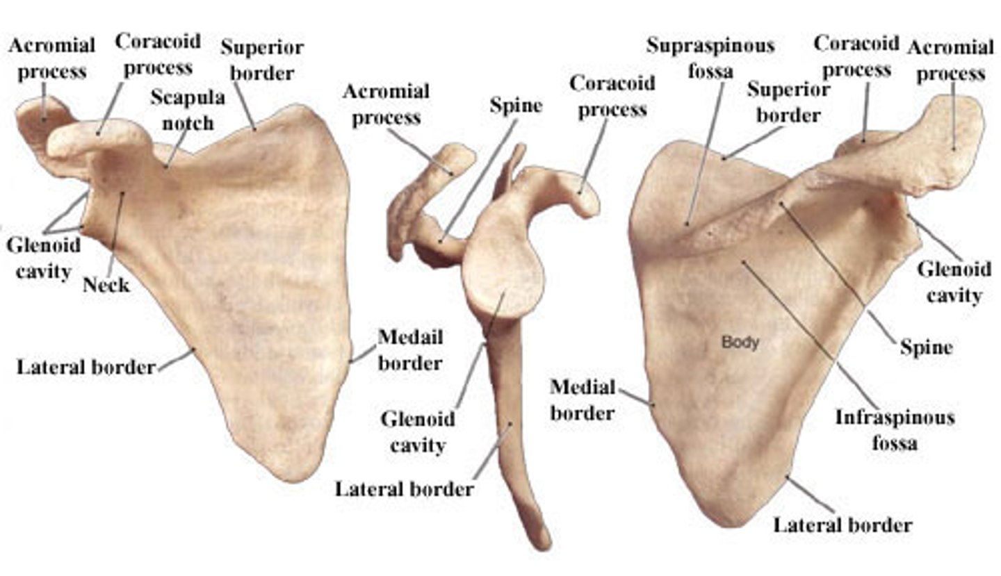 <p>1. Dorsal/ posterior surface</p><p>-has the spine</p><p>2. Costal/ anterior surface</p><p>3. medial (vertebral) border</p><p>4. lateral (axillary) border</p><p>-near glenoid cavity</p><p>5. superior angle</p><p>6. inferior angle</p><p>7. spine of scapula</p><p>8. supraspinous fossa</p><p>-above the spine</p><p>9. infraspinous fossa</p><p>-below the spine</p><p>10. subscapular fossa</p><p>-on anterior side</p><p>11. acromion</p><p>-found laterally and posteriorly</p><p>-at end of spine, looks like hook</p><p>12. coracoid process</p><p>-found laterally and anteriorly</p><p>13. suprascapular notch</p><p>-at base of coracoid process</p><p>14. glenoid cavity</p><p>-most lateral</p><p>-circular depression</p><p>15. supraglenoid tubercle</p><p>-above glenoid cavity</p><p>16. infraglenoid tubercle</p><p>-below glenoid cavity</p><p>HOW TO SIDE:</p><p>1. lateral vs. medial</p><p>-acromion, coracoid process, and glenoid cavity are lateral</p><p>2. anterior/ costal vs. dorsal surface</p><p>-spine of scapula is posterior</p><p>-subscapular fossa is anterior</p>
