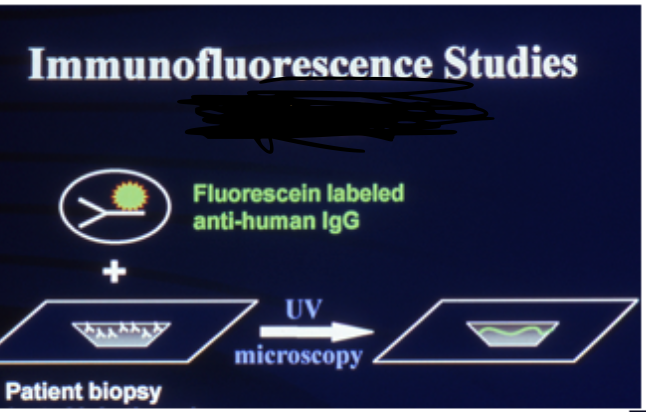 <p>What type of immunofluorescence?</p>